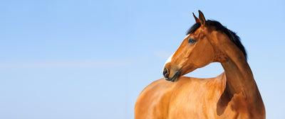 Winterpflege für Pferde: Gesunde Gelenke, Sehnen und Knochen