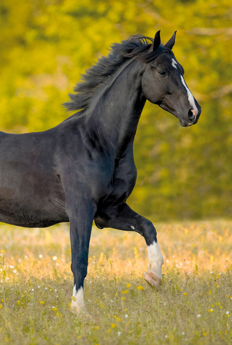 ESS Supplements - Veterinary Premium Feed & Care